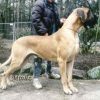 CH JARAN VOM MACHURIUS – Image 2