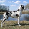 CH SAVANNA PERASPERAADASTRA