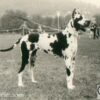 CH ANKA VON DER ROTBURG – Image 2
