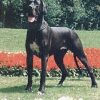 CH BEA VON DER SCHLEHHECKE – Image 2