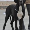FARAH DE L'OREE DES BOIS D'ASTROS – Image 2
