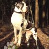 CH SAVANNA PERASPERAADASTRA – Image 2