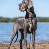 CH XAMANTHA  MODRY EFEKT – Image 3