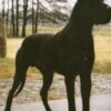 CH GAUNER VOM HOF DONOP – Image 2