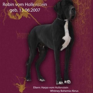 ROBIN VOM HOLLENSTEIN