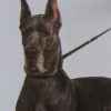 CH FABIENNE  VON TRABERSRUH