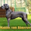 CH MADDOX VOM RÔMERSEE