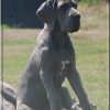 CH IRIMAI DE LA LANDE DES GEANTS BLEUS – Image 2