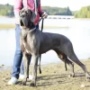 CH NIKITA DE VALAVERGNY