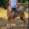 RAIYANA DES PLAINES DE RANGEVAL – Image 3