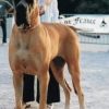 CH ROYALE DES TERRES DE LA RAIRIE – Image 2
