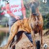 CH NINA DU VAL DE CELLE – Image 4