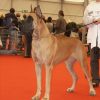 CH ROYALE DES TERRES DE LA RAIRIE