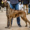 CH CHLOE VOM HERSTALLTURM