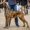 CH CHLOE VOM HERSTALLTURM – Image 2