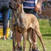 CH CHLOE VOM HERSTALLTURM – Image 4