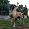 ELANOR DE DOGVILLE
