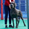 CH LENKA DE DOGOKO
