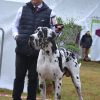 CH TANGO DE DOGALMAR – Image 2