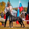 CH BRISEIS VON GREAT ELYSIUM – Image 2