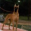 LATIN LOVER DE GARABA – Image 2