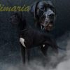 CH PACO VOM WIMARIA – Image 2