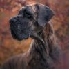 VERY WOOHOO LANQUESCO – Image 9