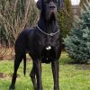 CH VYOMEE T T  LANQUESCO – Image 2