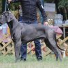 CH AZZURRO VON TAMARIN BLUE – Image 2