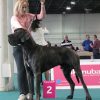 CH AZZURRO VON TAMARIN BLUE