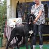 CH BLACK MAGIC VOM MYSTIC STAR – Image 2