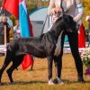 CH BRISEIS VON GREAT ELYSIUM
