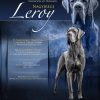 CH NAGYIREGI  LEROY – Image 2