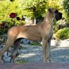 PRO NORACH DOGEN SPORT – Image 3
