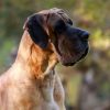 CH VISKONTI DOG AMOR AMOR – Image 2