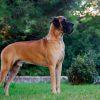 CH VISKONTI DOG AMOR AMOR – Image 3