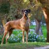 CH VISKONTI DOG AMOR AMOR – Image 4