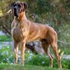CH VISKONTI DOG AMOR AMOR