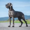 DELROY FROM BLUE  ELISABETH'S MEADOWS – Image 2