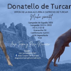 CH DONATELLO DE TURCAM