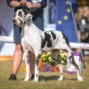 CH GODIVA FROM HARLE ELIZABETH'S MEADOWS – Image 3