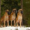 CH VISKONTI DOG NORT ARLINGTON – Image 2