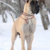 CH IMMORTELI LUCKS – Image 3