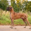 CH VISKONTI DOG NORT ARLINGTON
