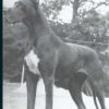 CH ZAMBA VAN DE  PELTERDOG – Image 3