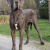 HERODIAZE DES GEANTS DE BECQUIGNY