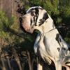 WHITE WILLY MOLOSEUM – Image 2