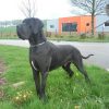 FILEAS DE LA  LEGENDE DES NYMPHES BLEUES