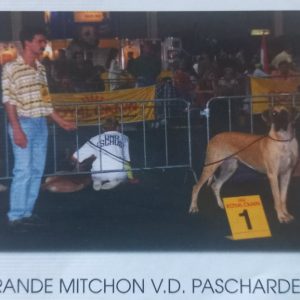 CH GRANDE MICHON VAN DE PASCHARDENA