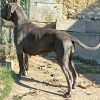 PERLE BLUE DES TERRES DE BECQUEREL – Image 2
